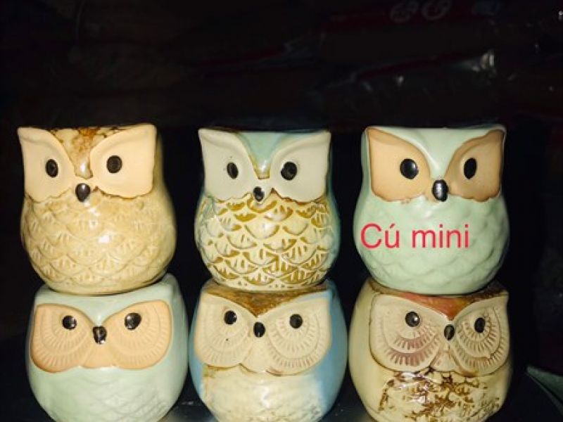 Chậu cú mini